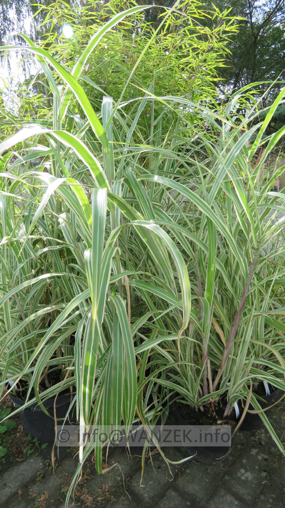 Miscanthus sinensis Cosmopolitan 002.JPG